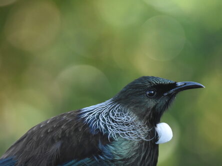 A close up image of a tūī, your group should be clear on what you’re trying to achieve
