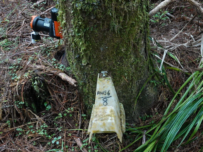 A24 rat trap and bait station attached to a native tree.