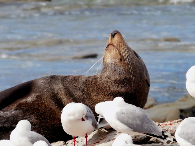 Seal in the sun with sea gulls
