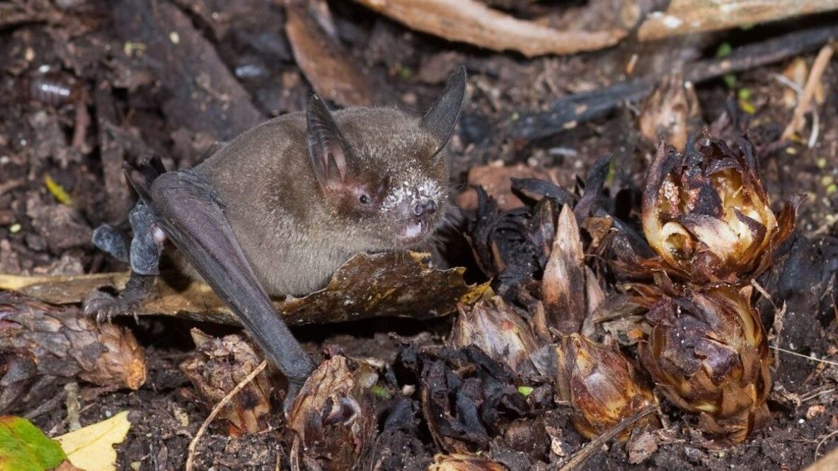 Image of a bat on the ground