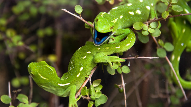 Two green geckos on a branch, one with an open blue mouth