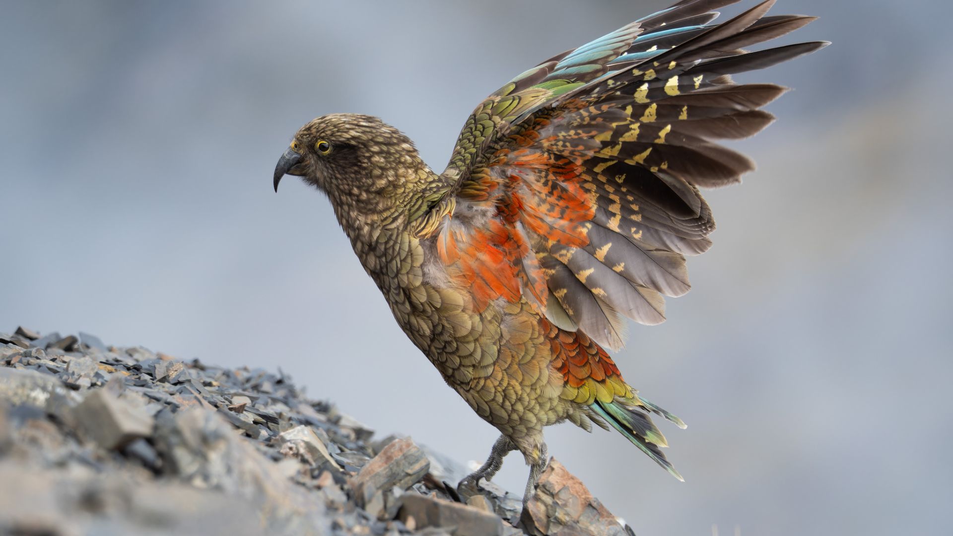 Kea showing the orange under its wing