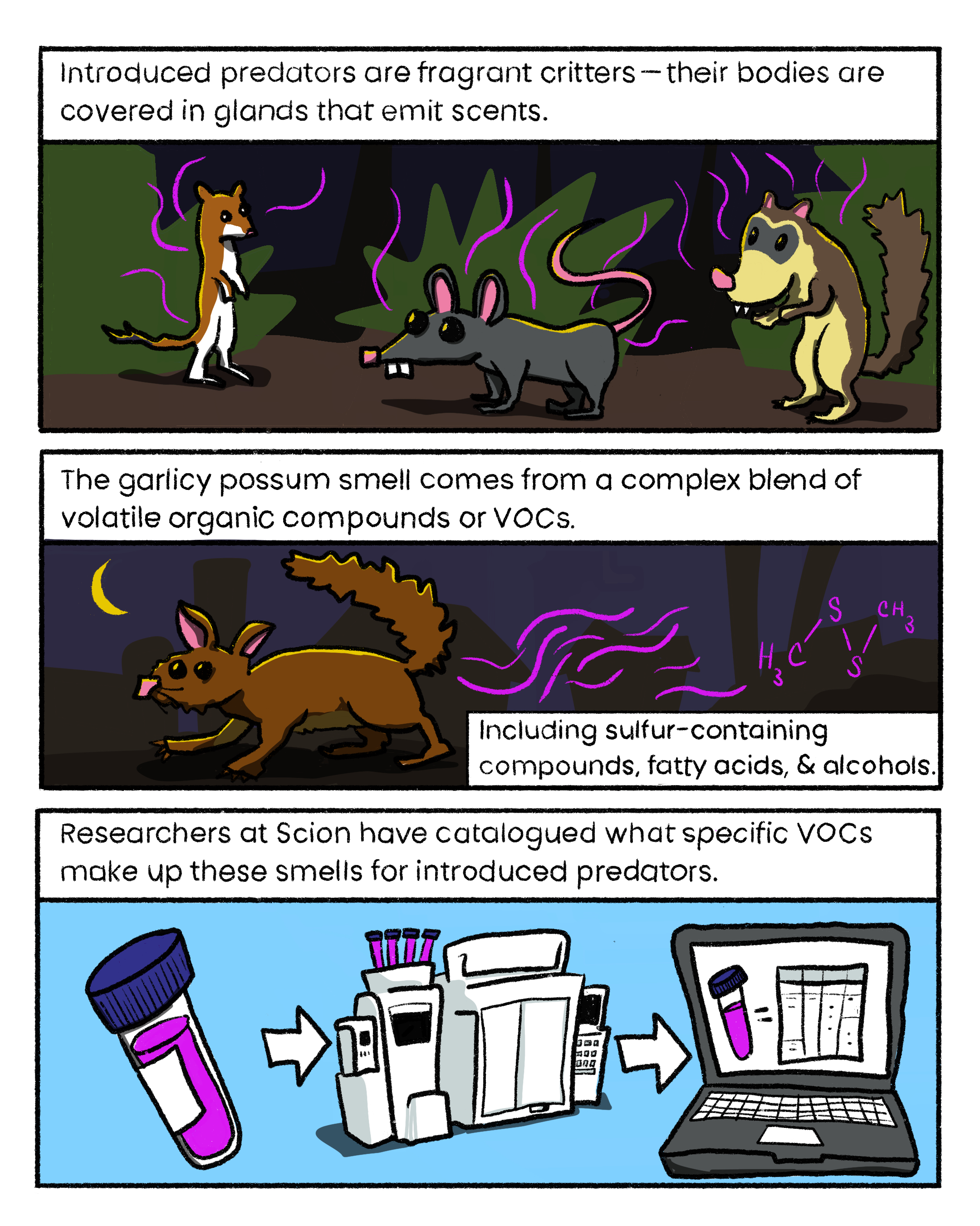 Introduced predators are fragrant critters -their bodies are covered in glands that emit scents.

The garlicy possum smell comes from a complex blend of volatile organic compounds or VOCs.

Researchers at Scion have catalogued what specific VOCs make up these smells for introduced predators.
