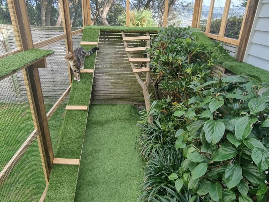 Inside a catio with ramps and platforms.