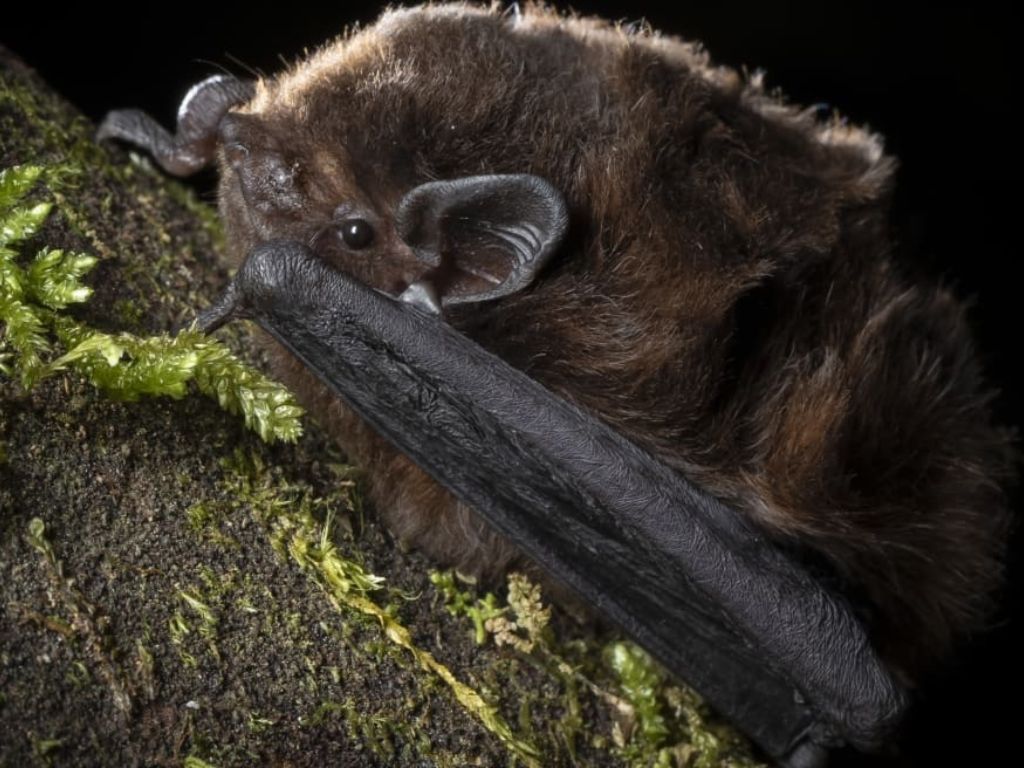 A long tailed bat