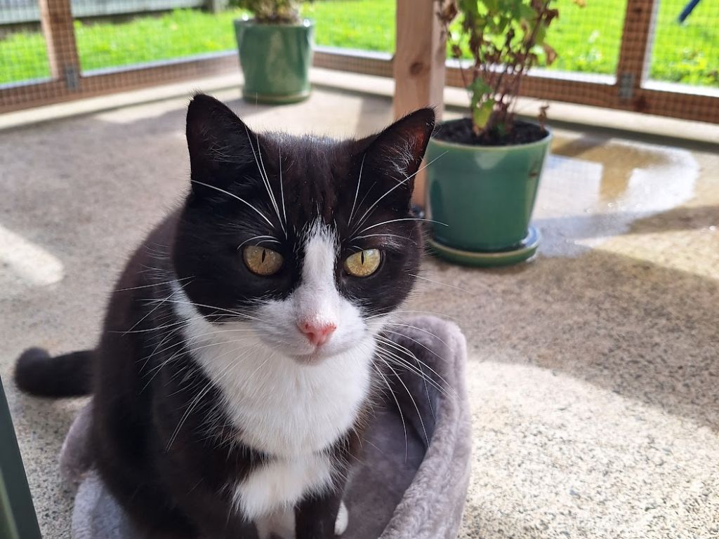 Buttons the cat sitting on a cat bed inside her catio.