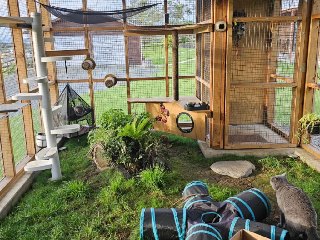 A big cat enclosure with chairs, tunnels, hammocks.