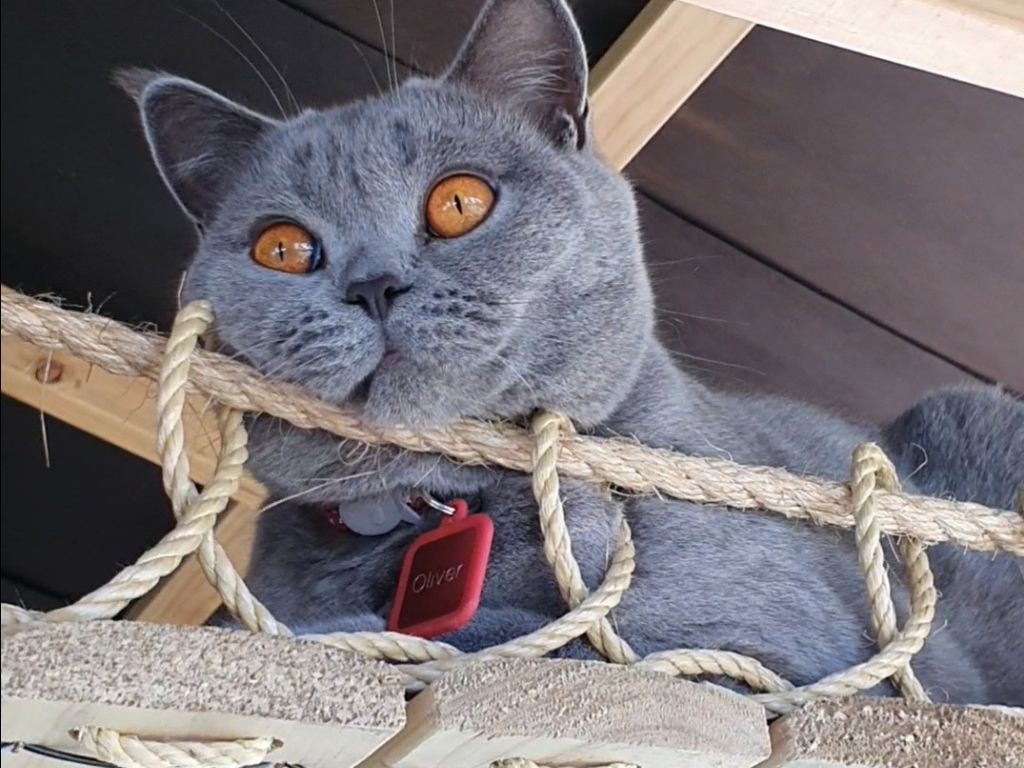 A blue British shorthair on a swingbridge.