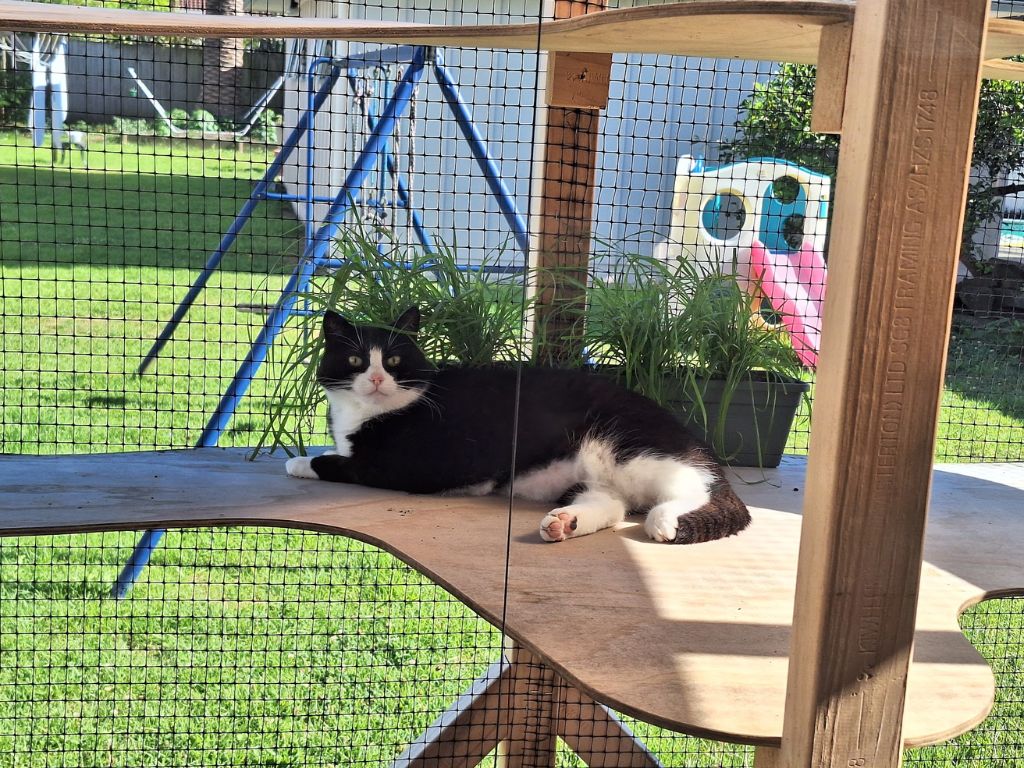 A cat sitting on a platform in a catio.