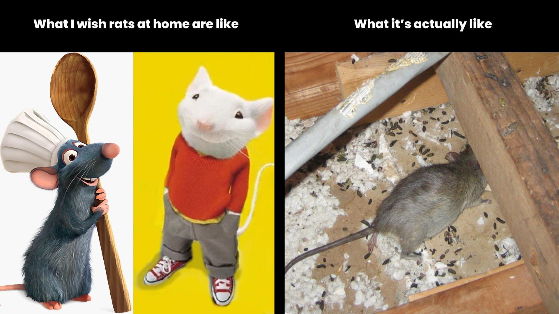 A meme comparing what you think of rats at home (Stuart Little and Remy from Ratatou) with the reality (a rat in an attic surrounded by droppings)