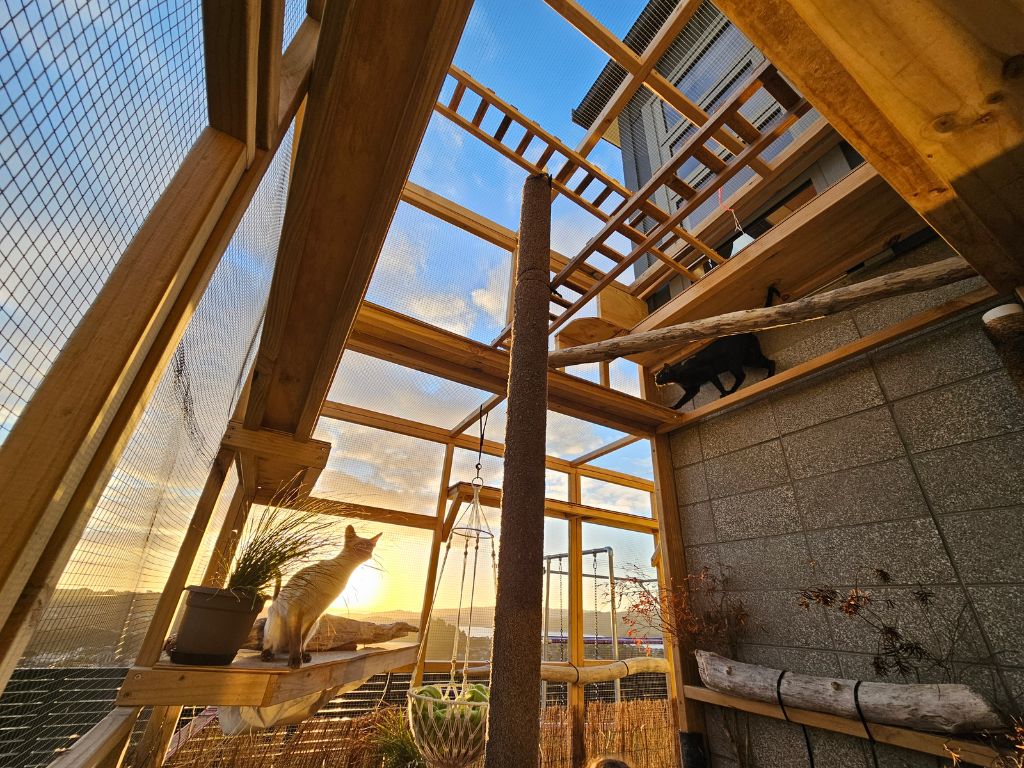 Two-story catio featuring a 3m down pipe wrapped in carpet for scratching and climbing.