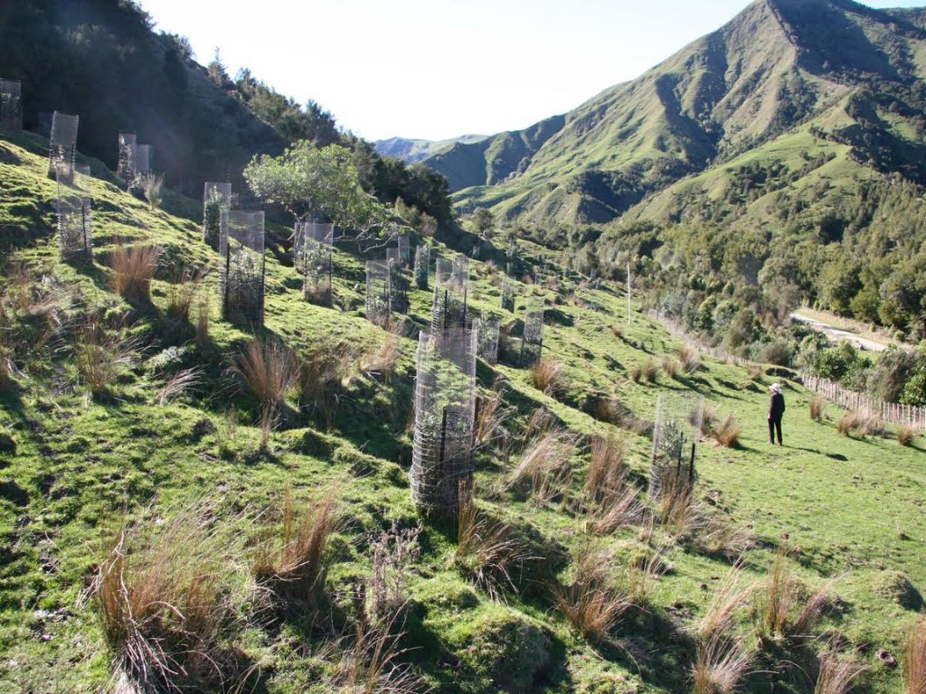 Young native trees on a hillside