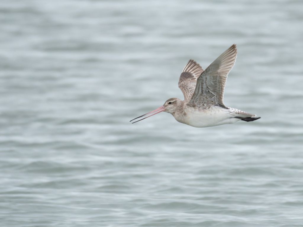 Kūaka(bar-tailed godwit) in flight over water.