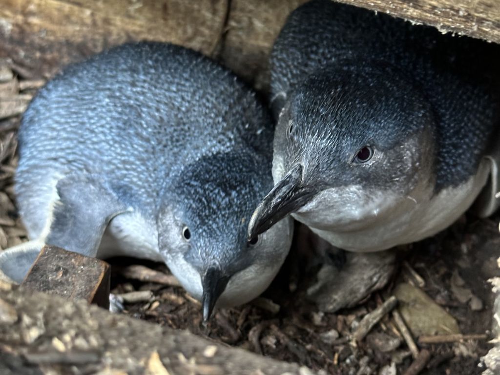 A pair of kororā in a burrow