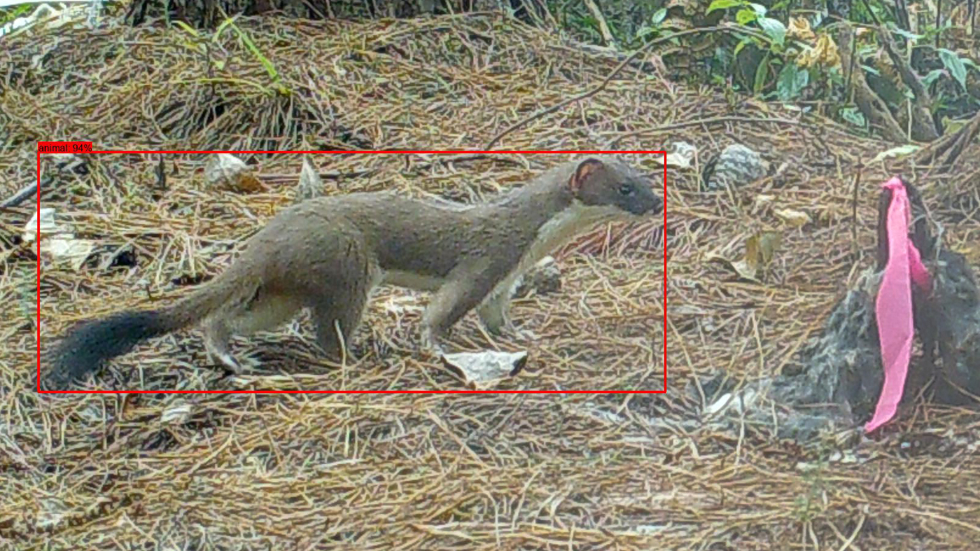 A stoat inspecting a trap