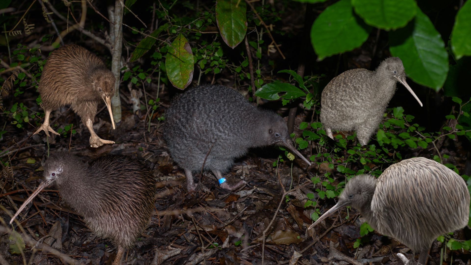 A composite photograph showing 5 species of kiwi