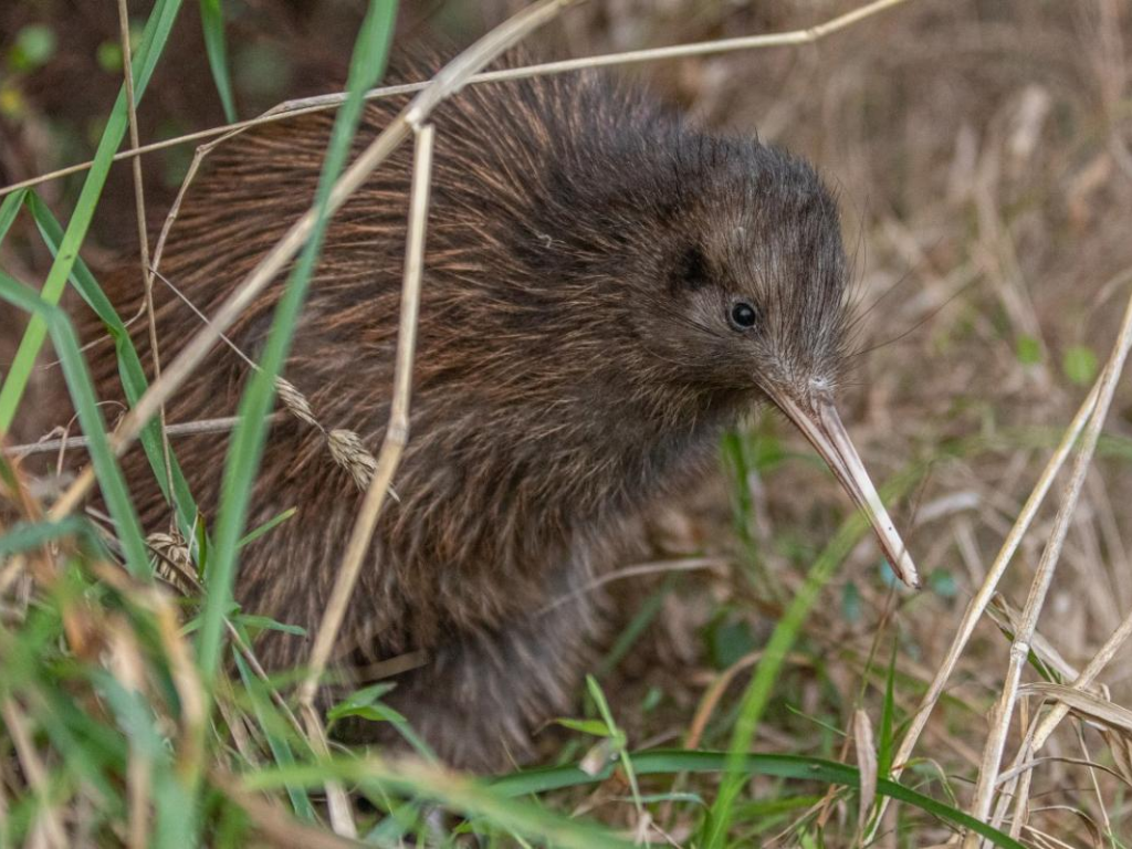 North Island brown kiwi