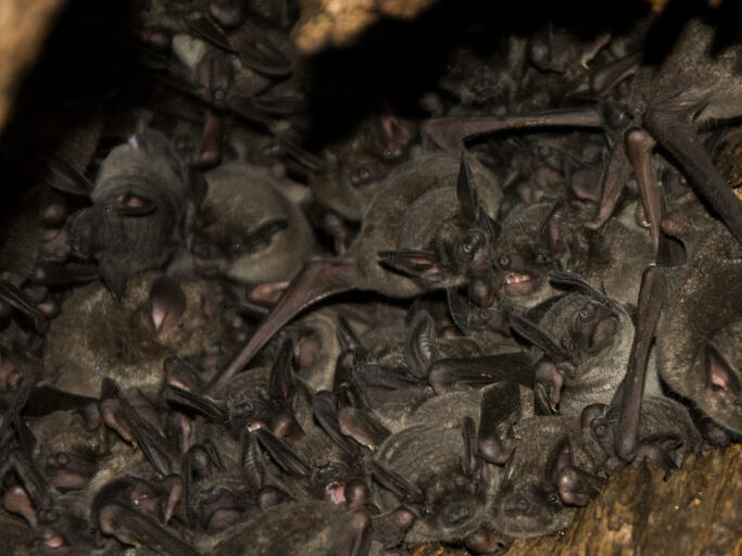 A group of bats huddled together