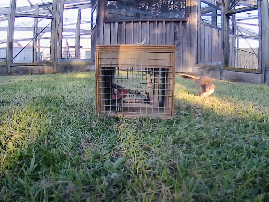 A wooden tunnel with a trap inside