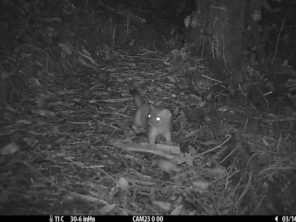 A stoat on a trailcam