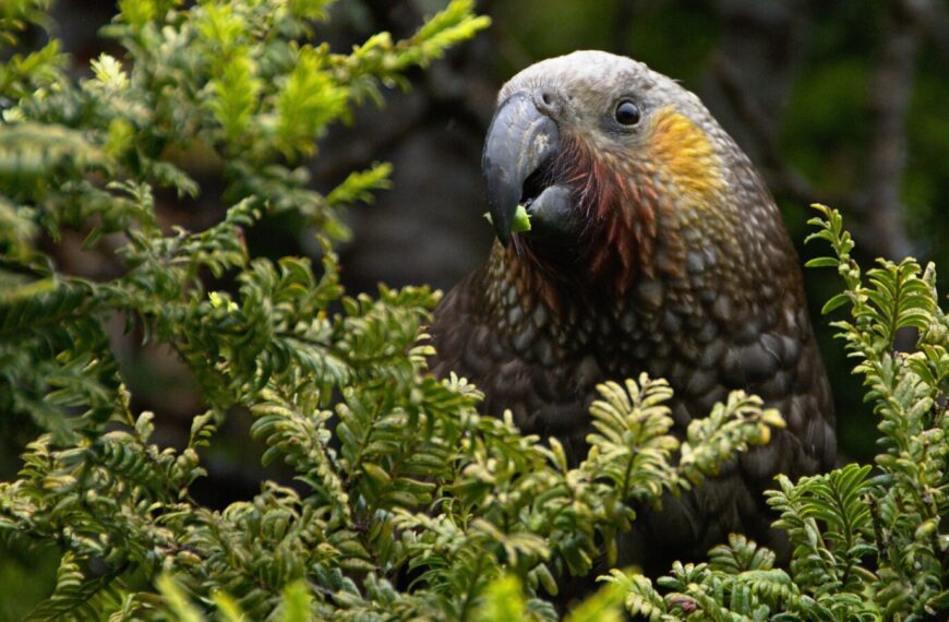 Kaka in a tree