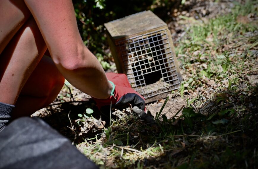 A person suffing up a trail while setting up a trap tunnel