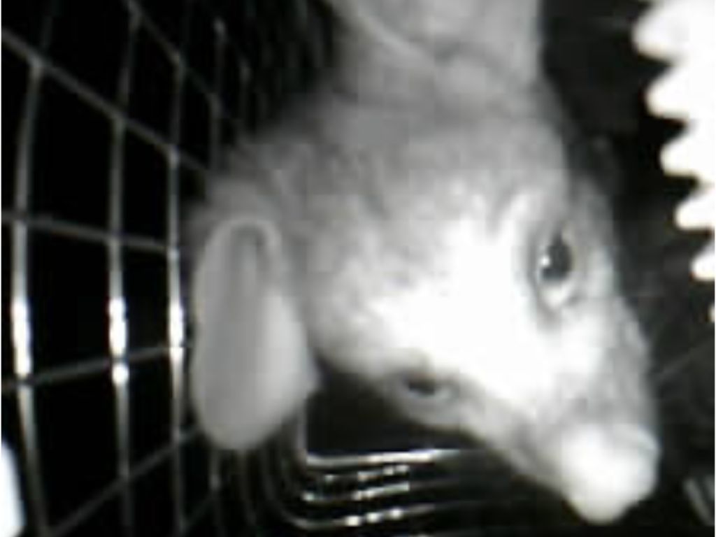 Black and white photo of a possum head inside a caged trap