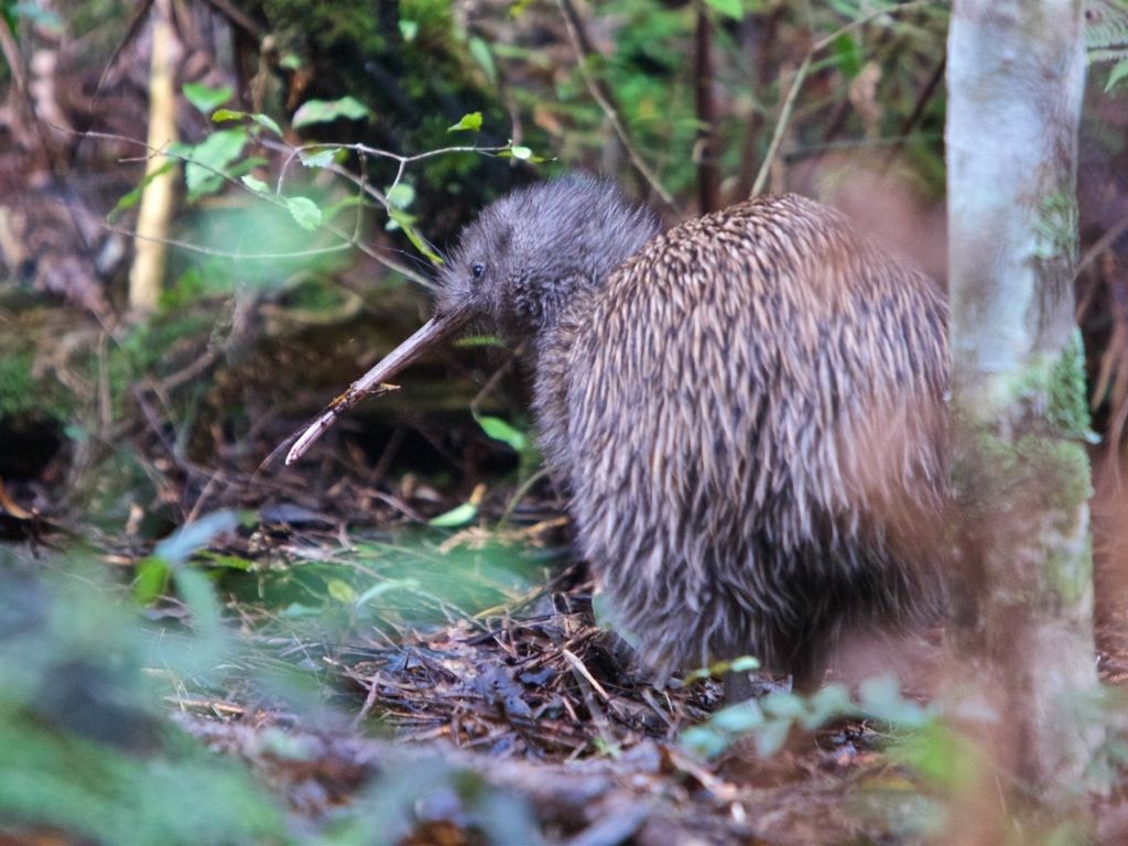 A tokoeka foraging in the daytime.