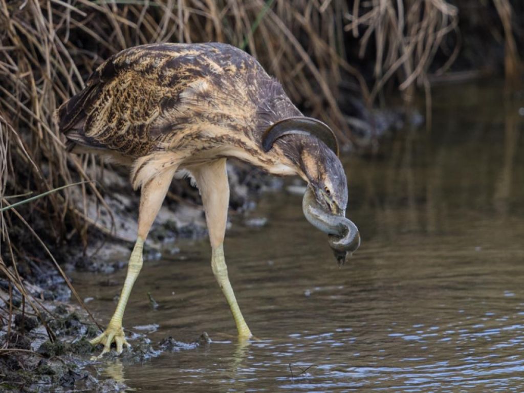 Bittern standing in shallow water eating an eel.