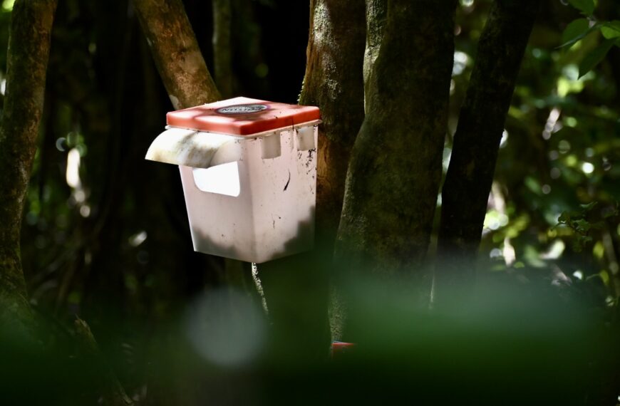 Bait station mounted on a tree.