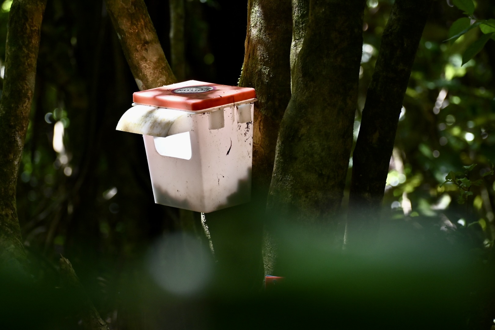 Bait station mounted on a tree.