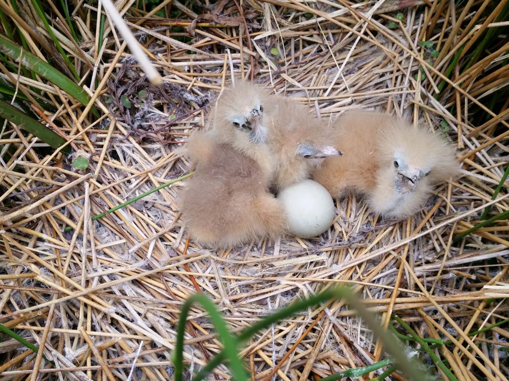 Fluffy bittern chicks in the nest.