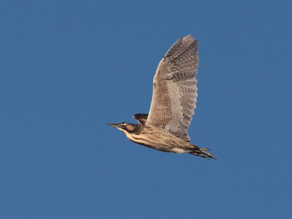 Bittern flying