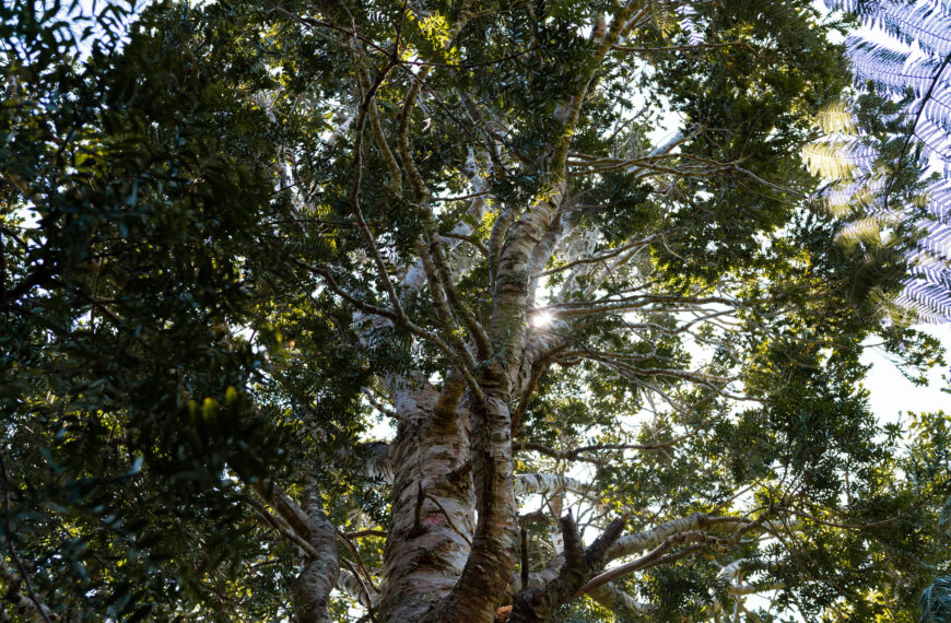 Looking up into the canopy of a huge tree