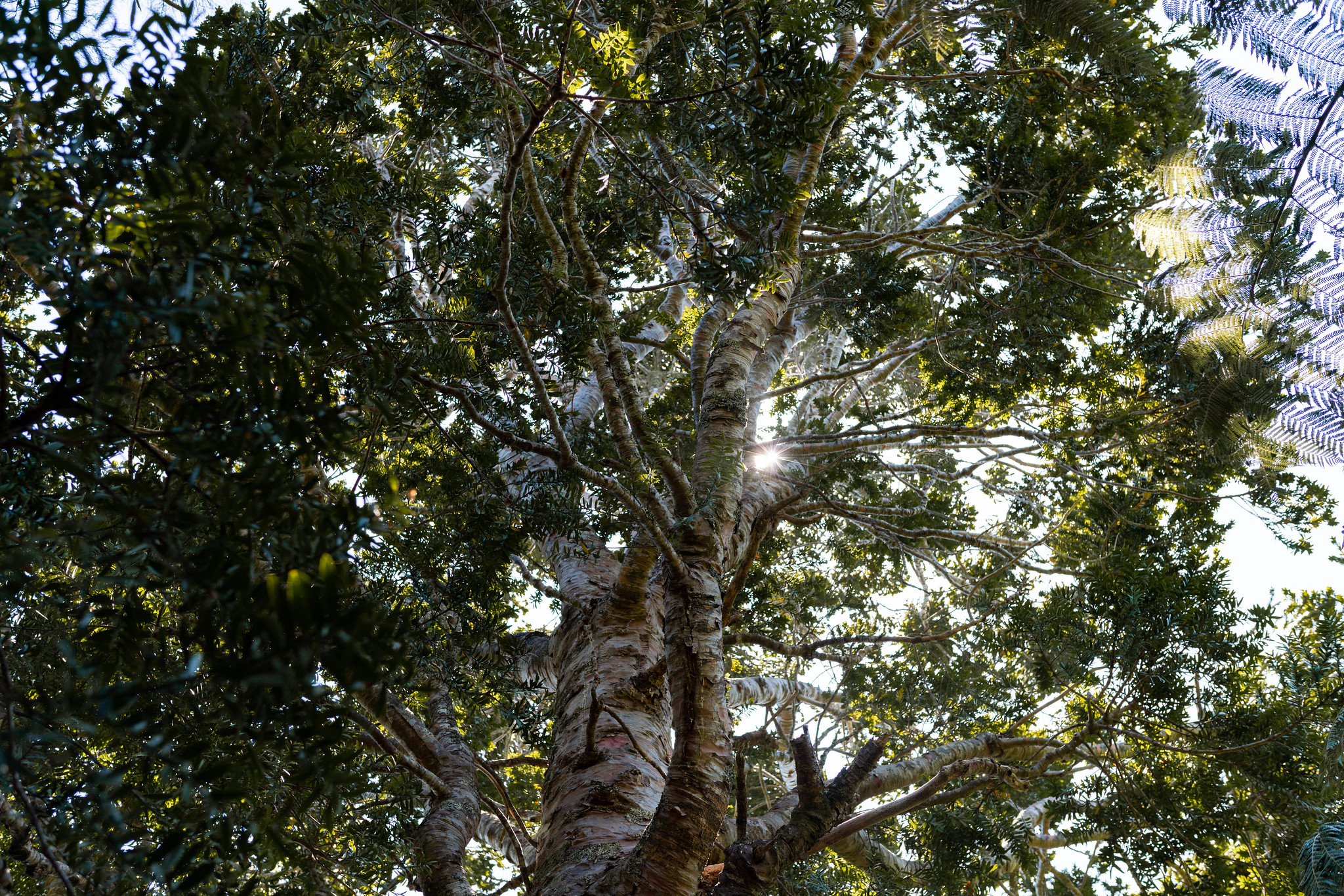 Looking up into the canopy of a huge tree