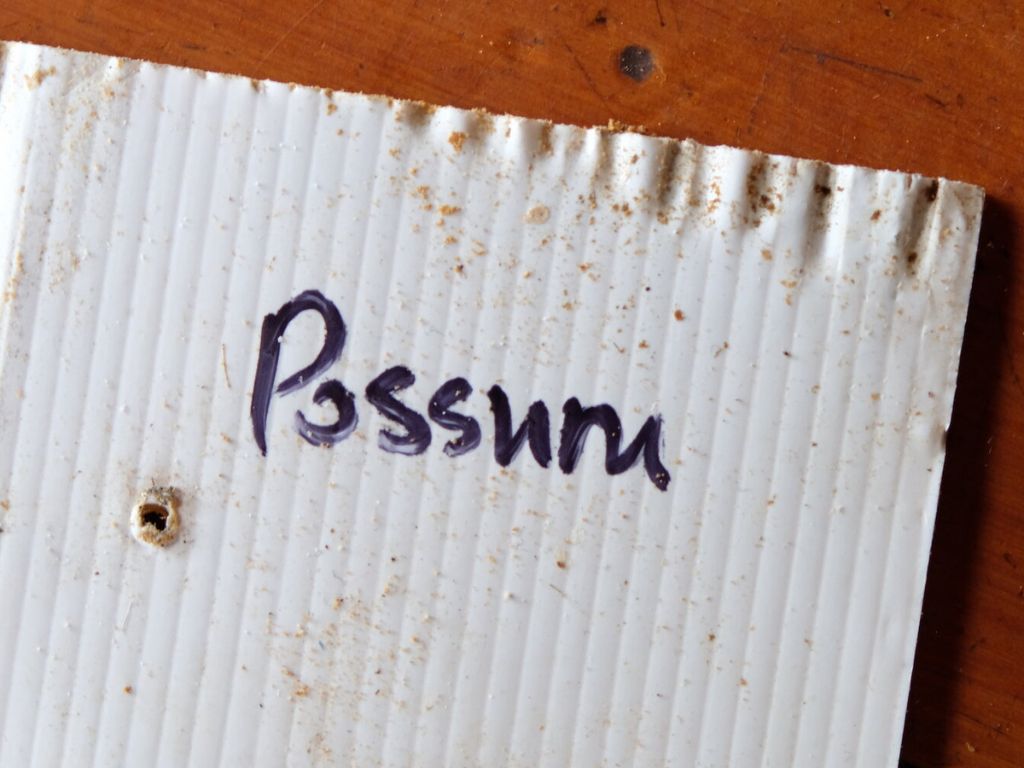 Chew card showing possum markings.