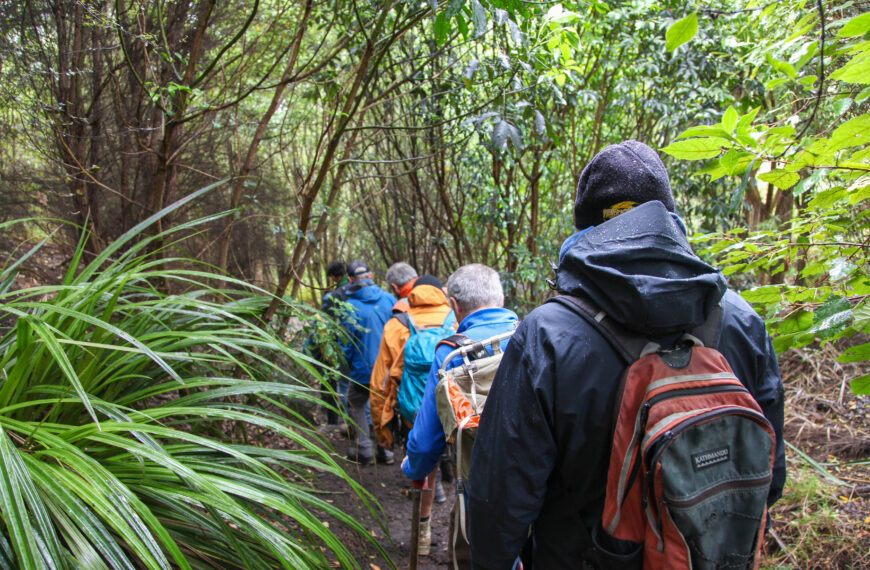 People walking a track in the bush