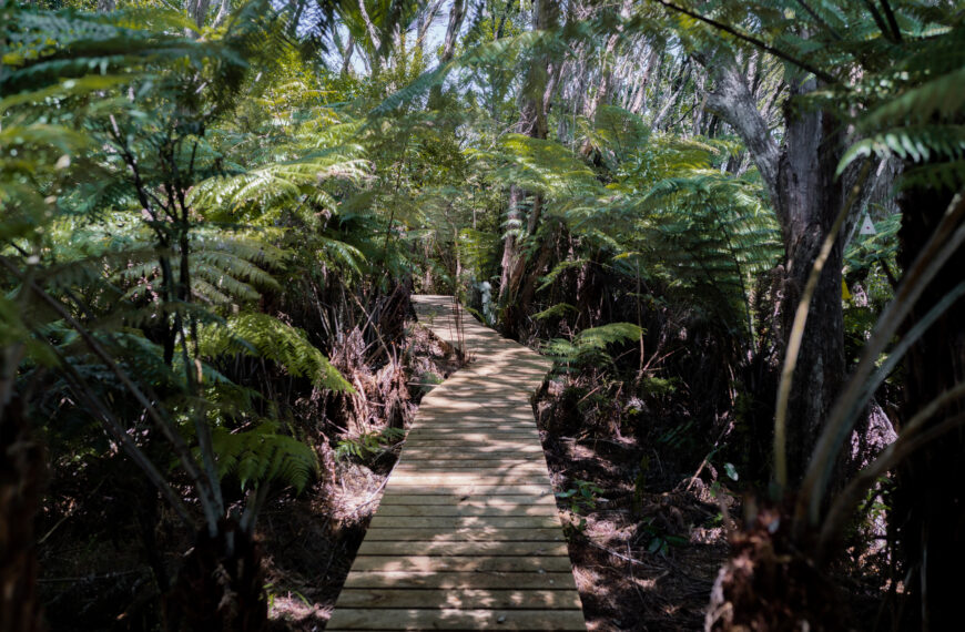 A boardwalk through a bush area.