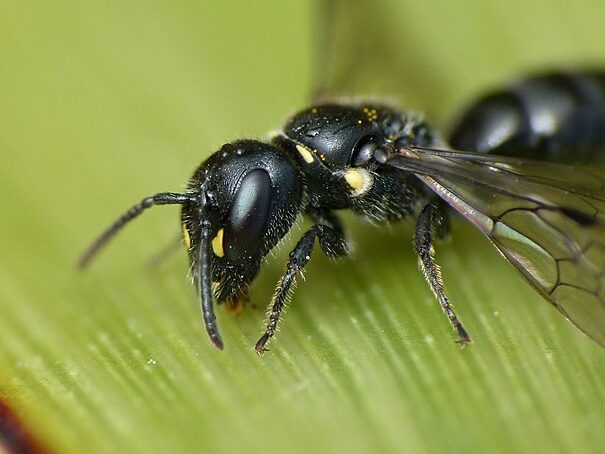 Close up of the Hylaeus relegatus bee