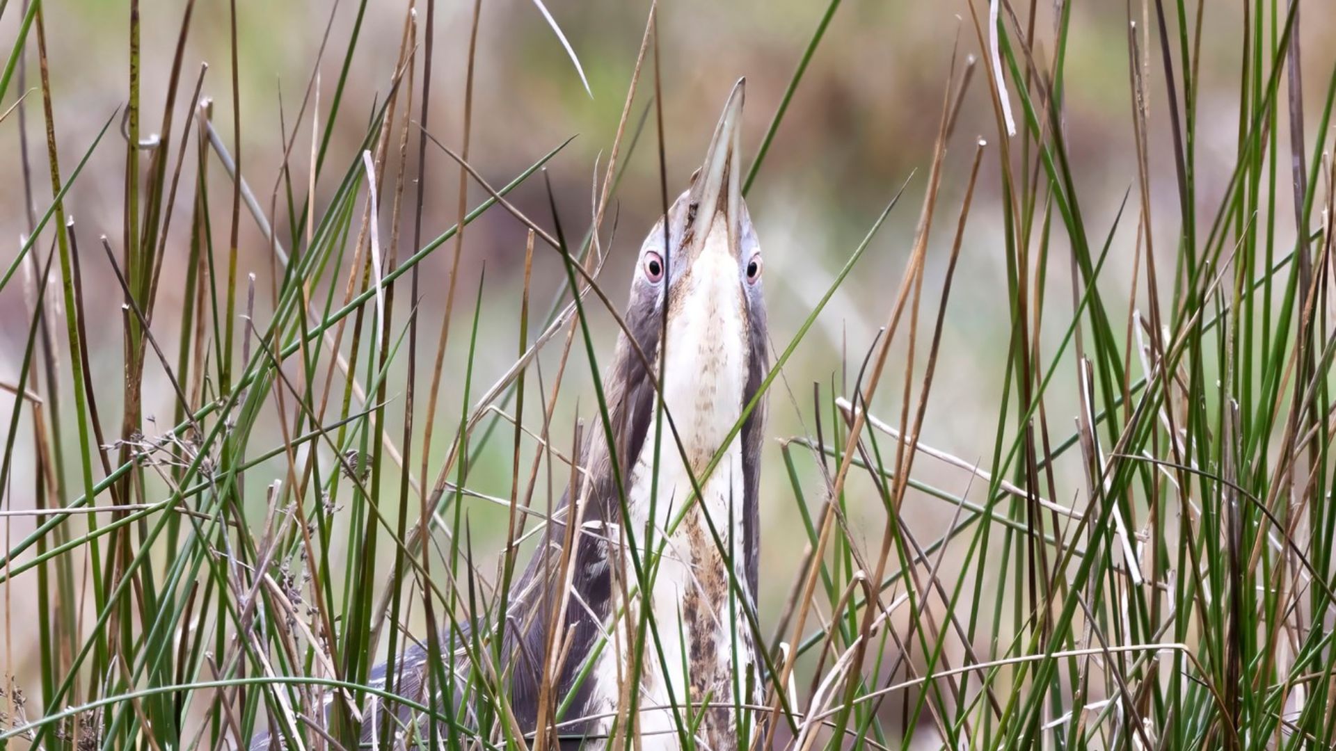 Bittern hiding in the reeds