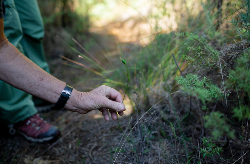 A persons hand gently holding some green flora