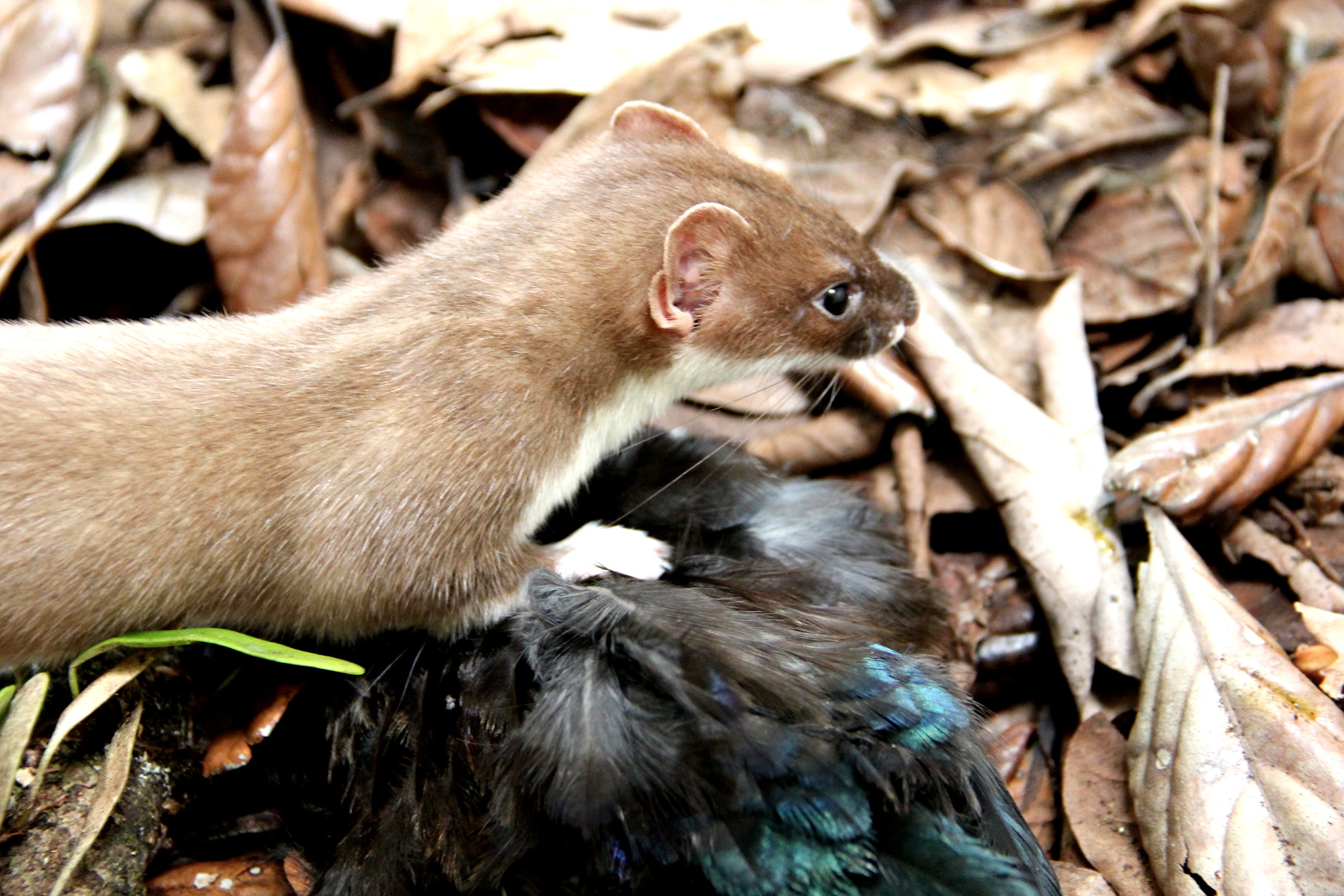 A stoat with a tūī