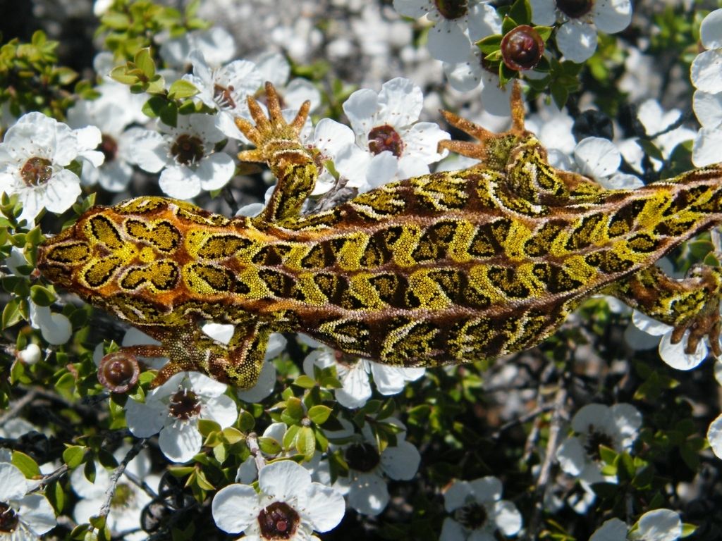 Harlequin gecko