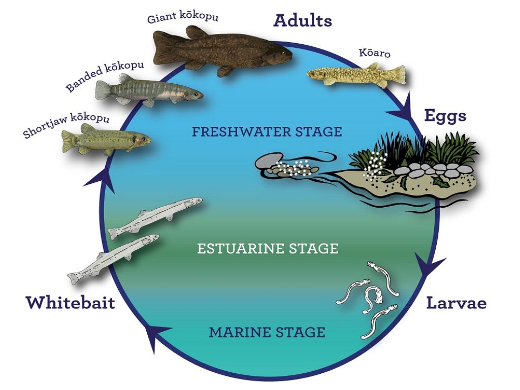 Diagram of the life cycle of galaxiidae fish. They start off as eggs in freshwater, then move to the sea as larvae before returning to rivers as whitebait. They then grow into adults before layer eggs and the cycle begins again.