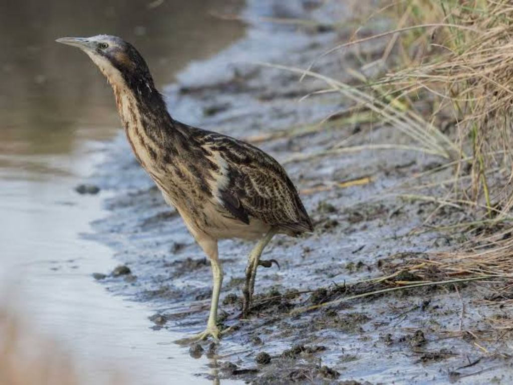 Bittern standing on the edge of a wetland