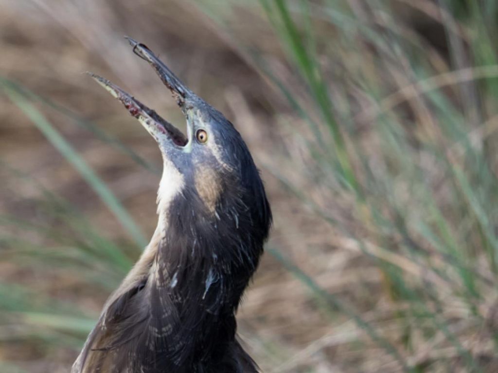 Bittern calling