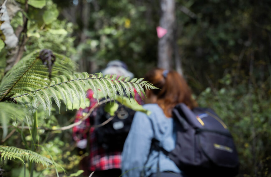 People walking in the bush with a fern in focus in the foreground