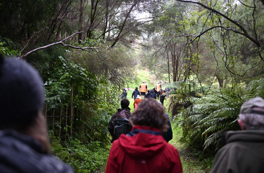 A group of people walking through the bush into a clearing