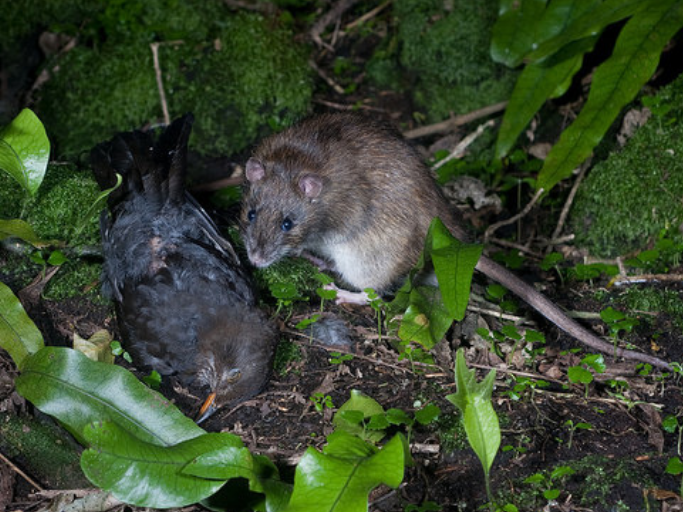 Norway rat. Image credit Ngā Manu.