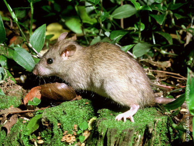 Ship rat. Image credit Ngā Manu.